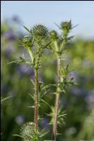 Ackerkratzdistel 8