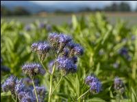 GD Gemenge mit Phacelia 8