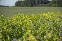 GD Gemenge mit Phacelia 7
