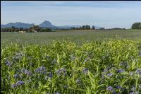 GD Gemenge mit Phacelia 6