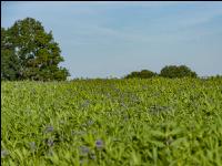GD Gemenge mit Phacelia 5