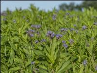 GD Gemenge mit Phacelia 4