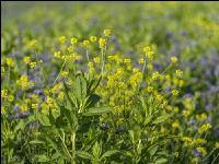 GD Gemenge mit Phacelia 3