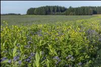 GD Gemenge mit Phacelia 2