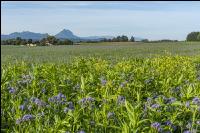 GD Gemenge mit Phacelia 1