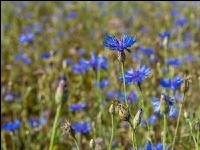 Kornblumen  3