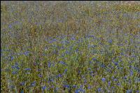 Kornblumen  2