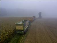 Gras häckseln im Nebel 5