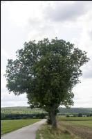 Esche Einzelbaum