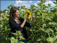 Sonnenblumen 7