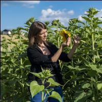Sonnenblumen 6