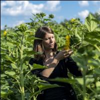 Sonnenblumen 5
