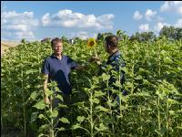 Sonnenblumen 1
