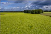 Gründüngung Ende September 10