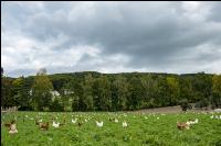 Bio Freilandhennen 83