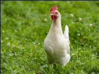 Bio Freilandhahn 1