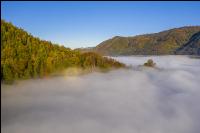 Mischwald im Nebel 4