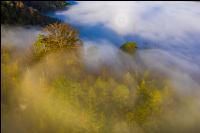 Mischwald im Nebel 3