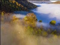 Mischwald im Nebel 2