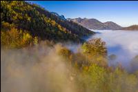 Mischwald im Nebel 1