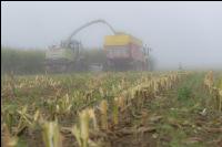 Mais häckseln im Nebel 24