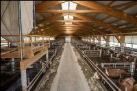 Maissilage für Maststiere 11
