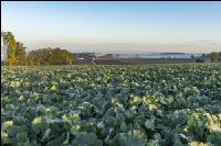 Raps vor Winterbeginn 5