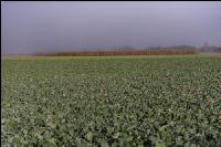 Raps vor Winterbeginn 2