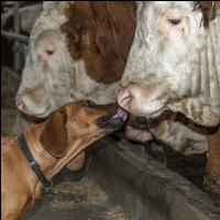 Hund schleckt Stier ab 2