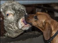 Hund schleckt Stier ab 1