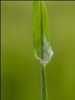 Schaumzikade Schaum