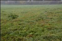 Gelbrost Dauerwiese 7