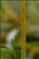 Gelbrost Dauerwiese 2