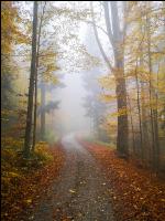 Nebel im Herbstwald 2