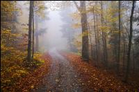 Fog in autumn wood 1