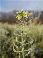 Zwischenfrucht Frost 8