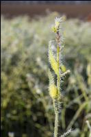 Zwischenfrucht Frost 7