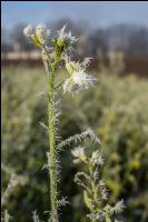 Zwischenfrucht Frost 6