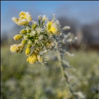 Zwischenfrucht Frost 4