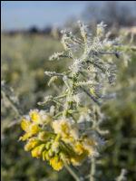 Zwischenfrucht Frost 3