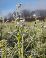 Zwischenfrucht Frost 1