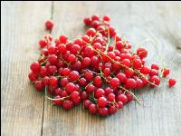 Johannisbeere rot 4