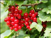 Johannisbeere rot 8