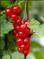 Johannisbeere rot 7