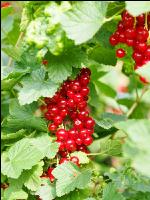 Johannisbeere rot 6