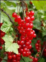 Johannisbeere rot 5