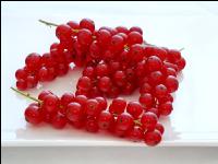 Johannisbeere rot 2