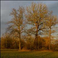 Abendlicht im Februar 15