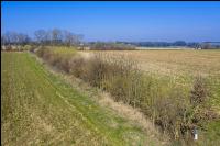 Feldhecke im März 02