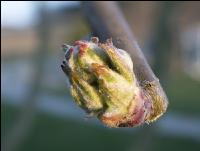 Birne Knospe